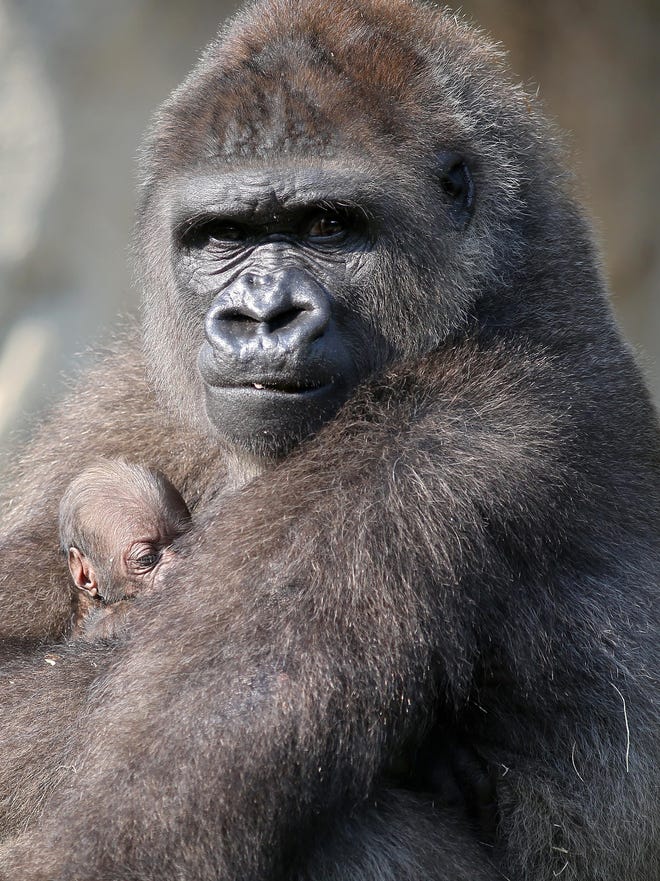 Zoo S Newborn Gorilla Gets A Name