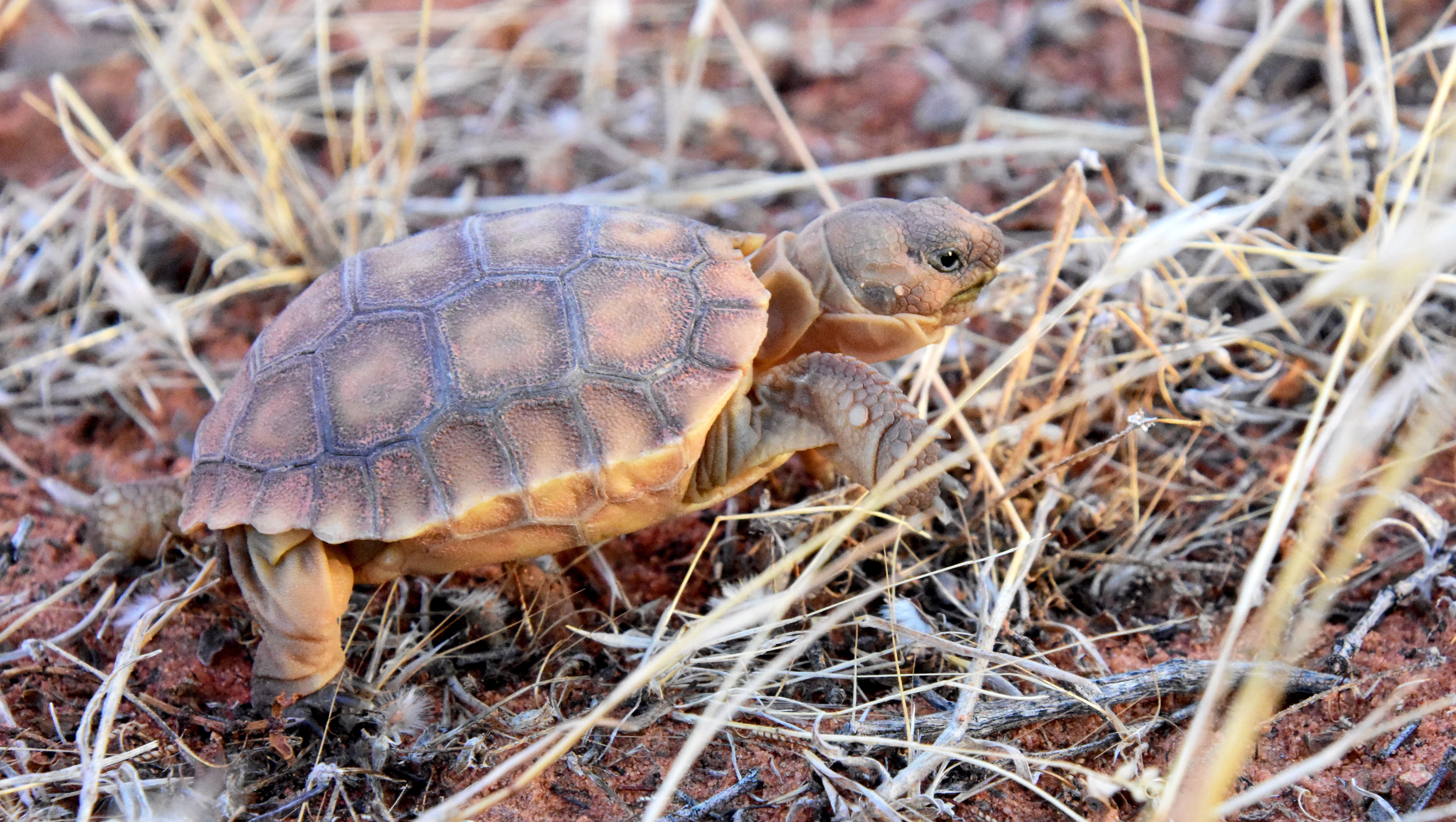 Nellis Afb Expansion Would Take 800k Acres Of Wildlife Refuge Lands
