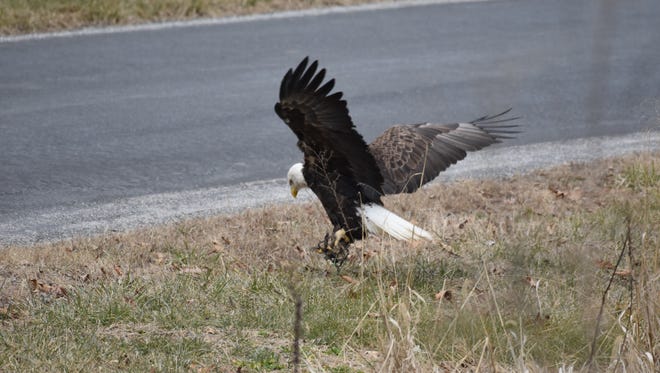 Social media users are concerned about a bald eagle with its talons caught in a trap. The eagle was spotted in Bonneauville Borough on Sunday, February 5, 2017.