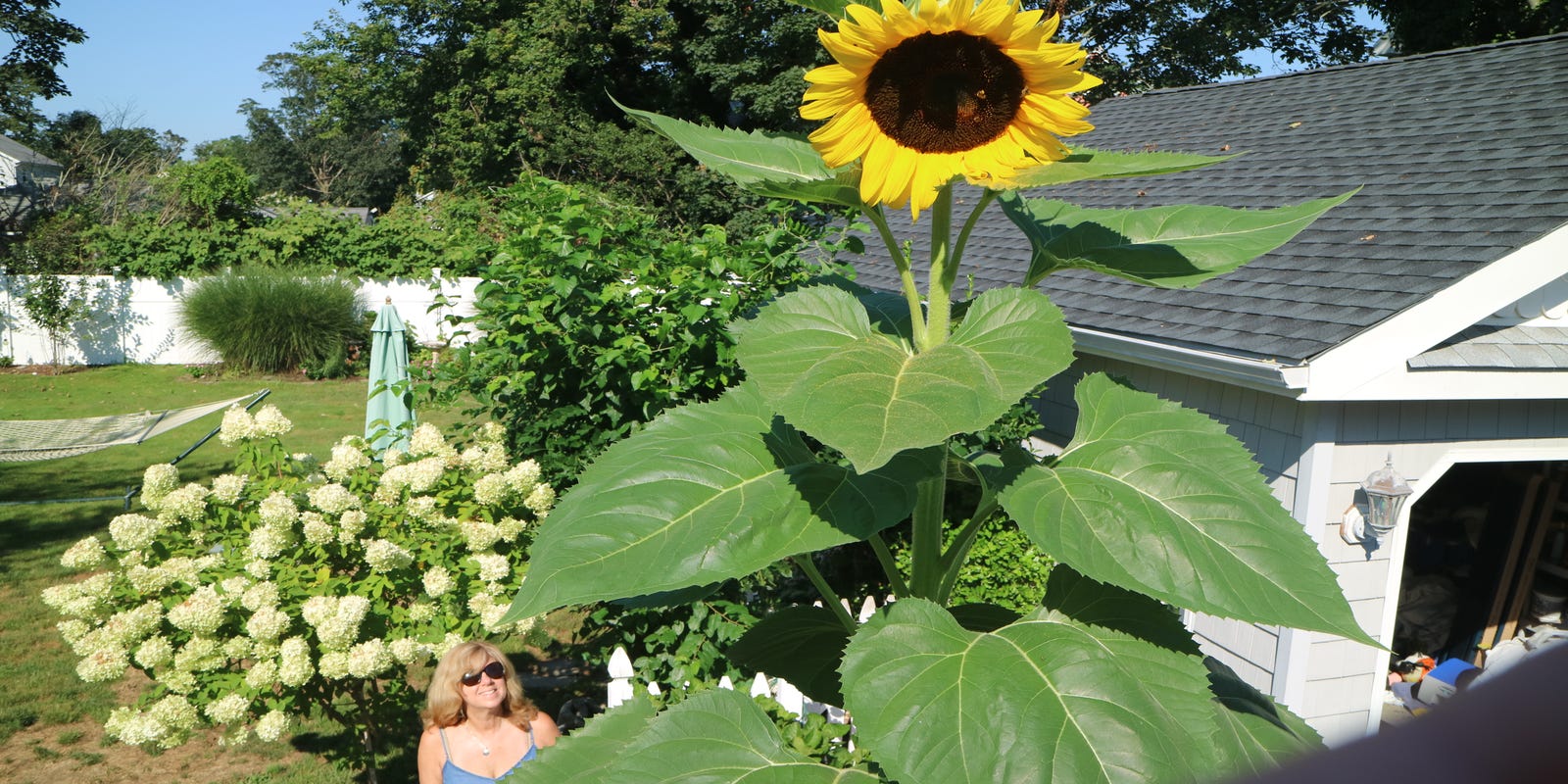 Long Branch family's giant sunflower opens on the solar eclipse