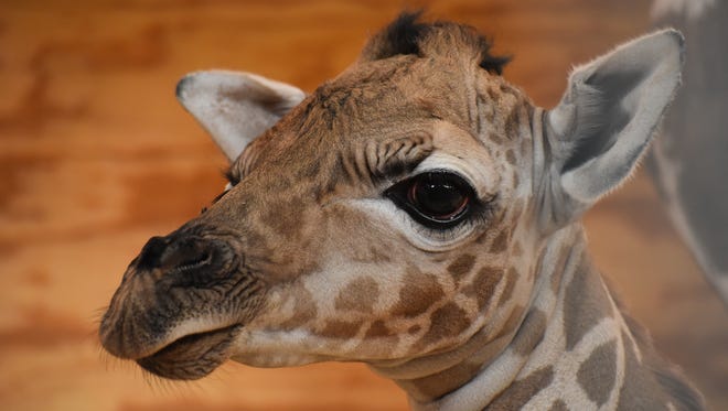 Baby male giraffe born at the Abilene Zoo.