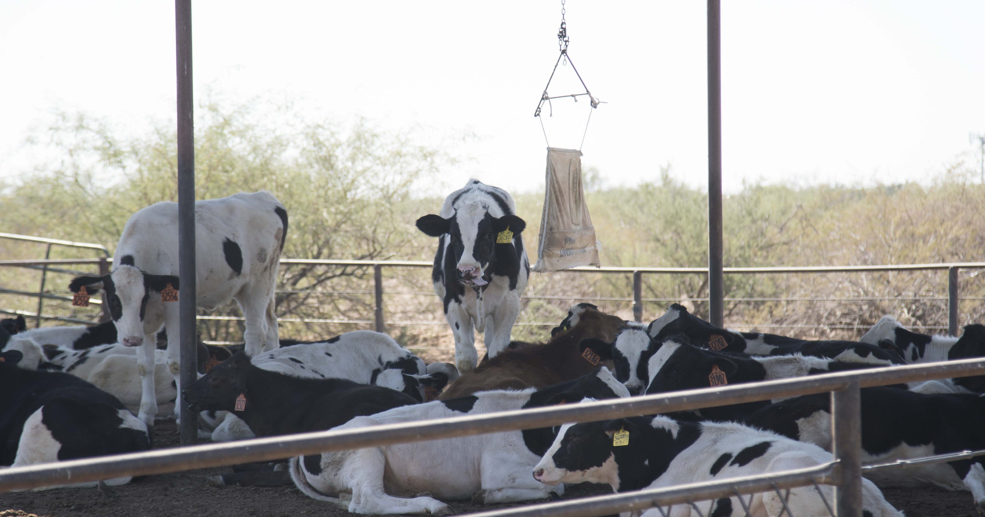 Metro Phoenix hasn't solved farming conflicts, just moved them to areas with less water - AZCentral