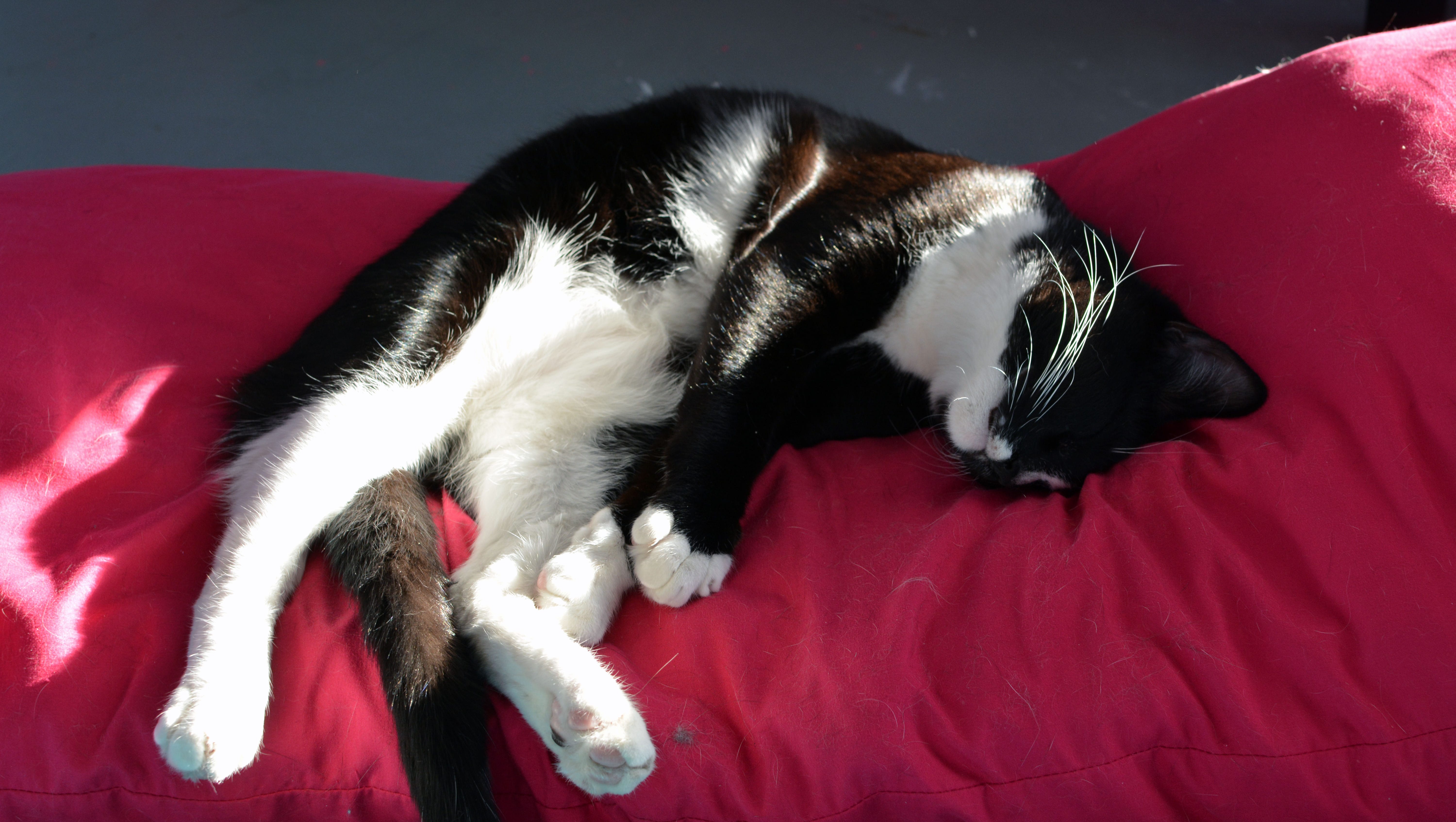 Arizona Cat Cafe La Gattara Raising Money For Improvements