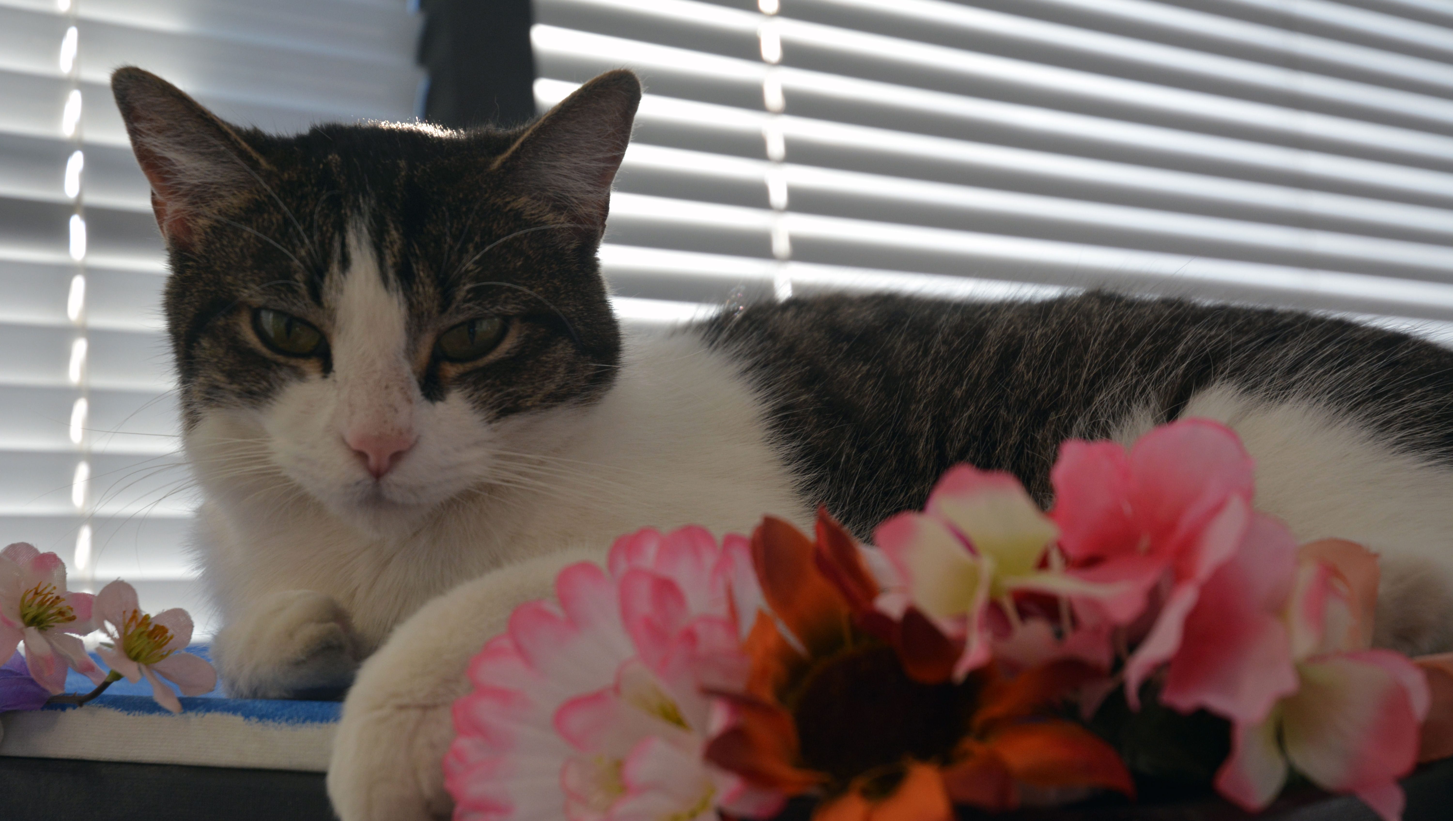 Arizona Cat Cafe La Gattara Raising Money For Improvements