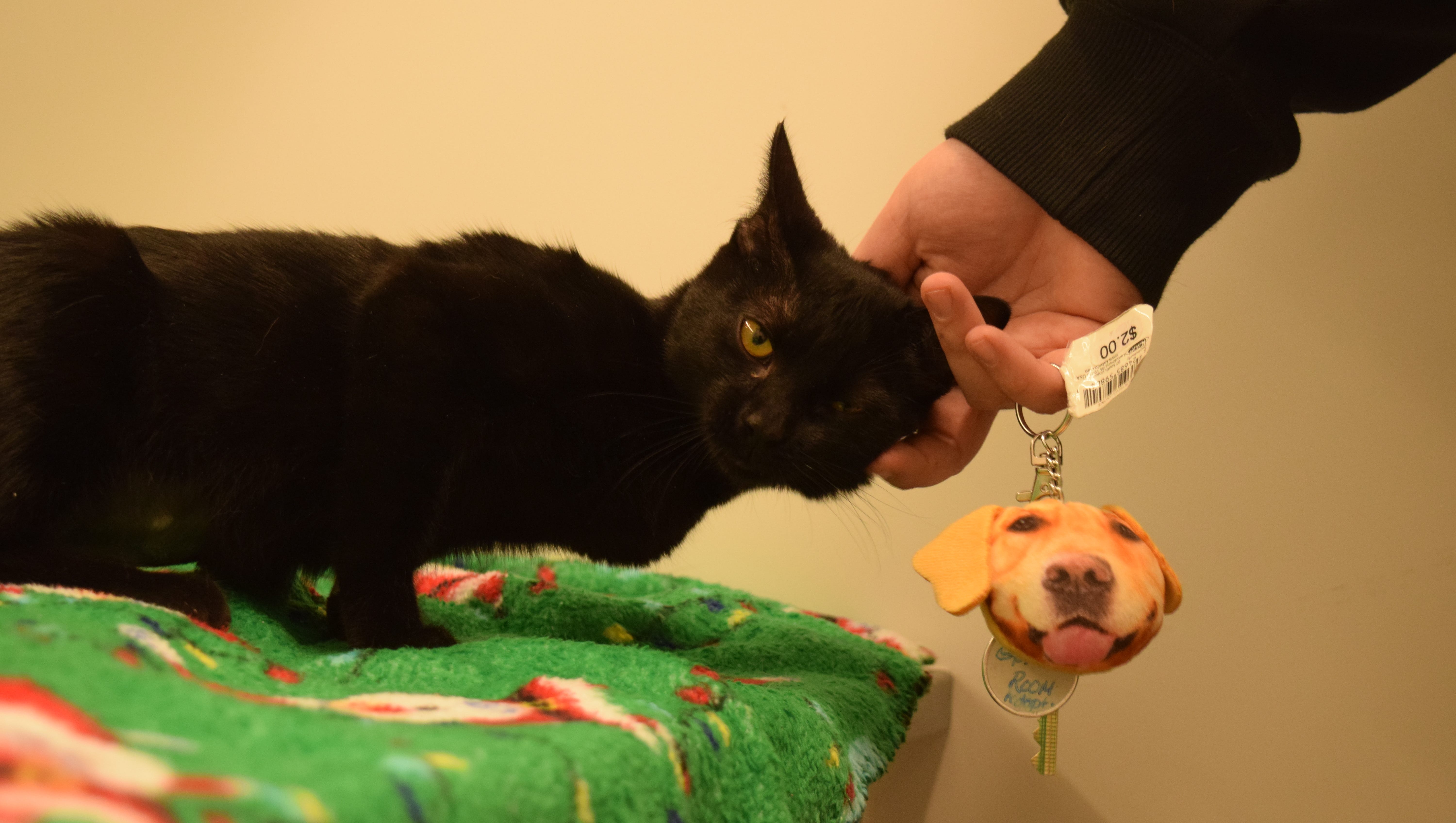 Rehoboth cat adoption center opens