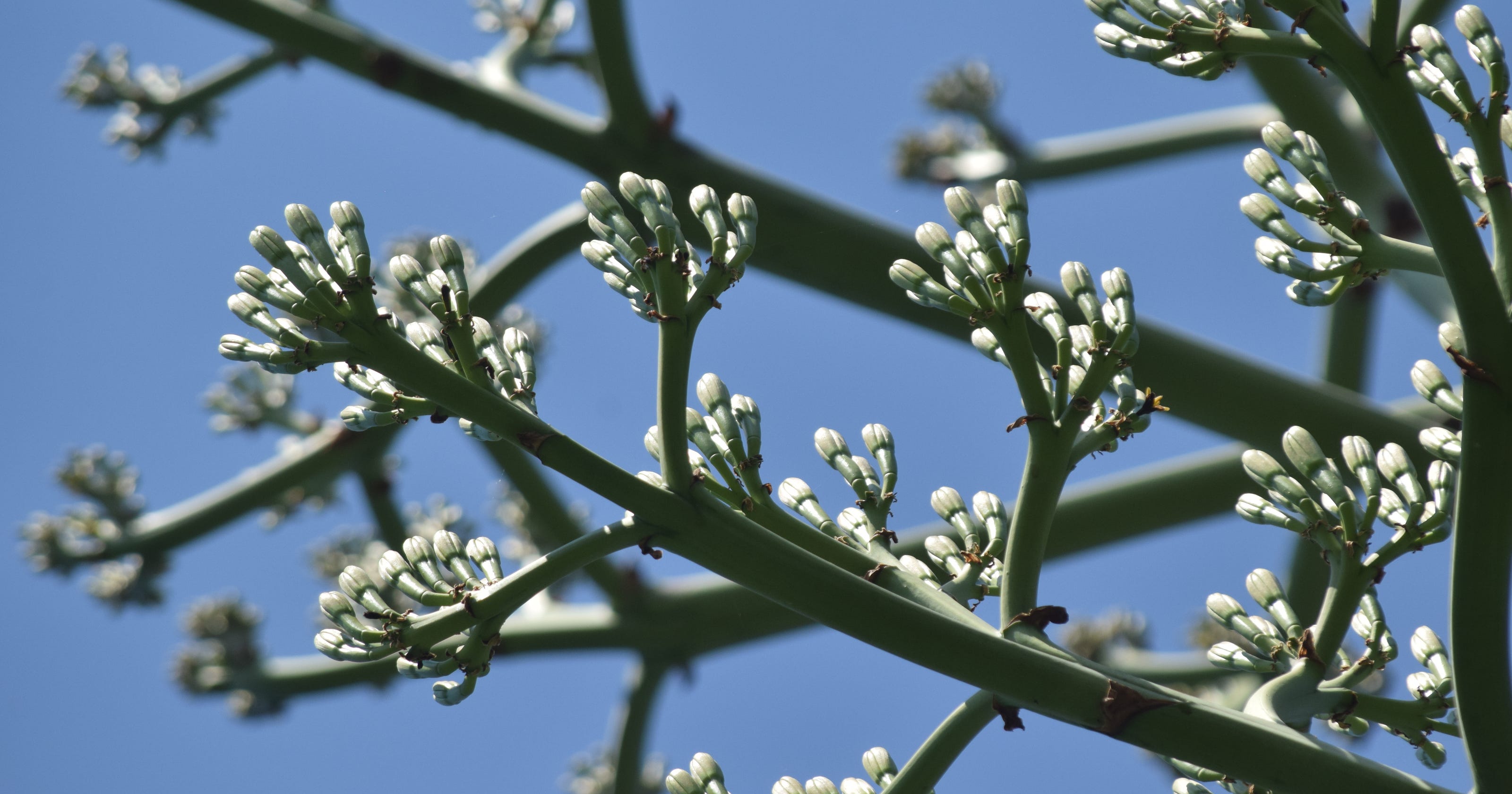 �Jack and the Beanstalk� plant ready to bloom