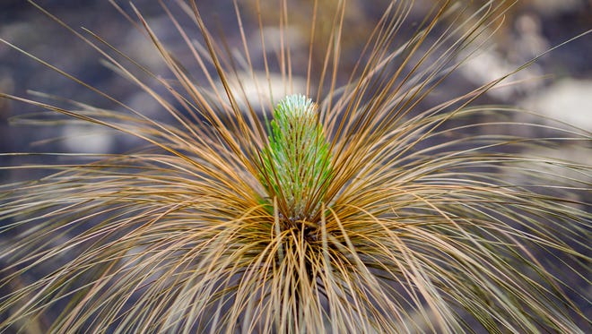 The outer needles of a young longleaf pine tree help protect its growing tip from the flames of a prescribed fire. Longleaf pines are one of the most fire adapted pine trees and are a key species in forests of the Southeastern Coastal Plain.