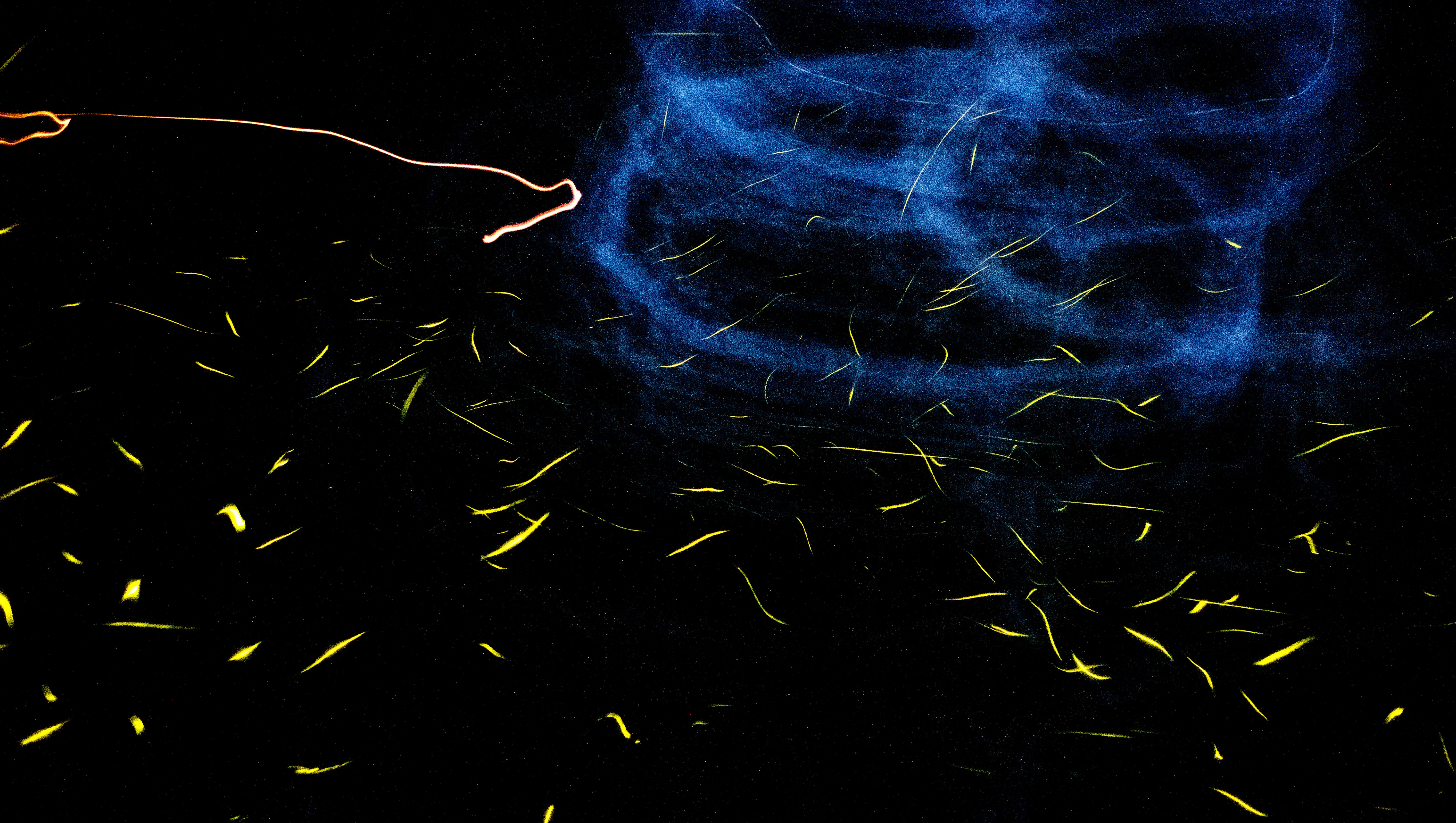 Photos Elkmont fireflies in the Great Smoky Mountains