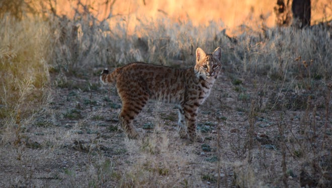 Bobcats Making Themselves At Home In Fort Collins Colorado