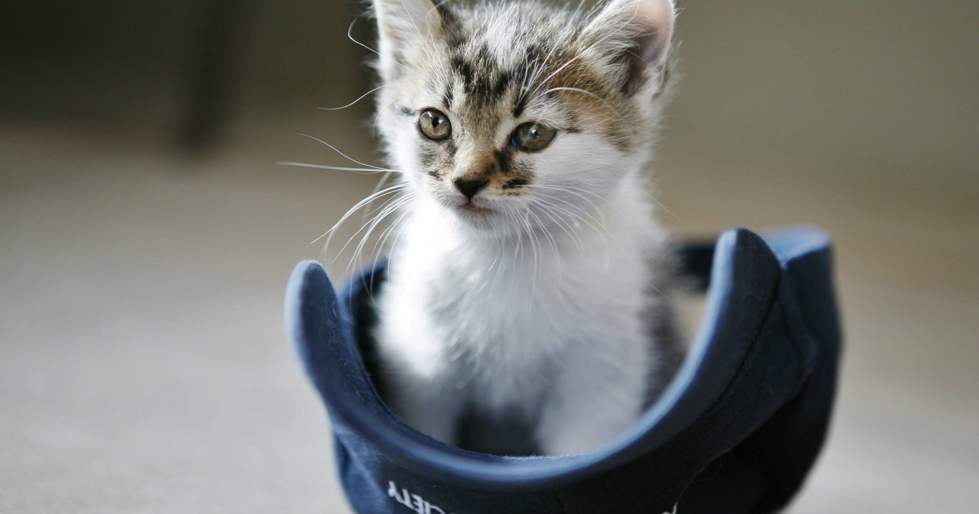 Overcrowded Arizona Humane Society Slashes Adoption Fees