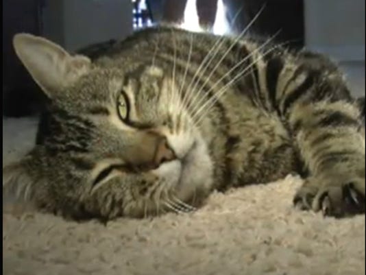 Hero Cat That Saved Boy To Toss First Pitch