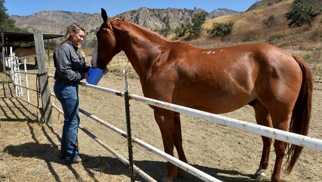 Stacy Hyatt, who lost her home when the Thomas Fire swept through the property she was renting in December, offers a snack to one of her retired horses on a quiet Wheeler Canyon property owned by a friend. Hyatt had been living in Summerland for several months until recently, when friend Sharon Lindsay invited her and her horses to live on her land while Hyatt continues her search for a permanent property in the canyon.