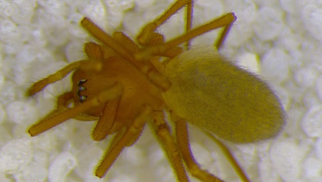 There's a new spider in town. A University of Indianapolis professor discovered the newly named Orenoetides sp. while investigating land acquired by the Central Indiana Land Trust.