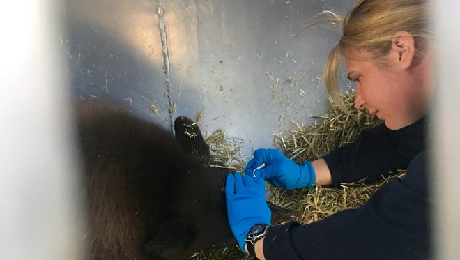 Biologist Heather Reich puts eyedrops in the eyes of a sedated bear on Oct. 23, 2016.