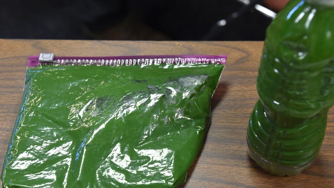 Algae collected Thursday, June 28, 2018, by Mark Perry, of the Florida Oceanographic Society, from upstream of the St. Lucie Lock and Dam, sits on a table after being presented to the audience by Perry during the Rivers Coalition meeting at the city of Stuart commission chambers.