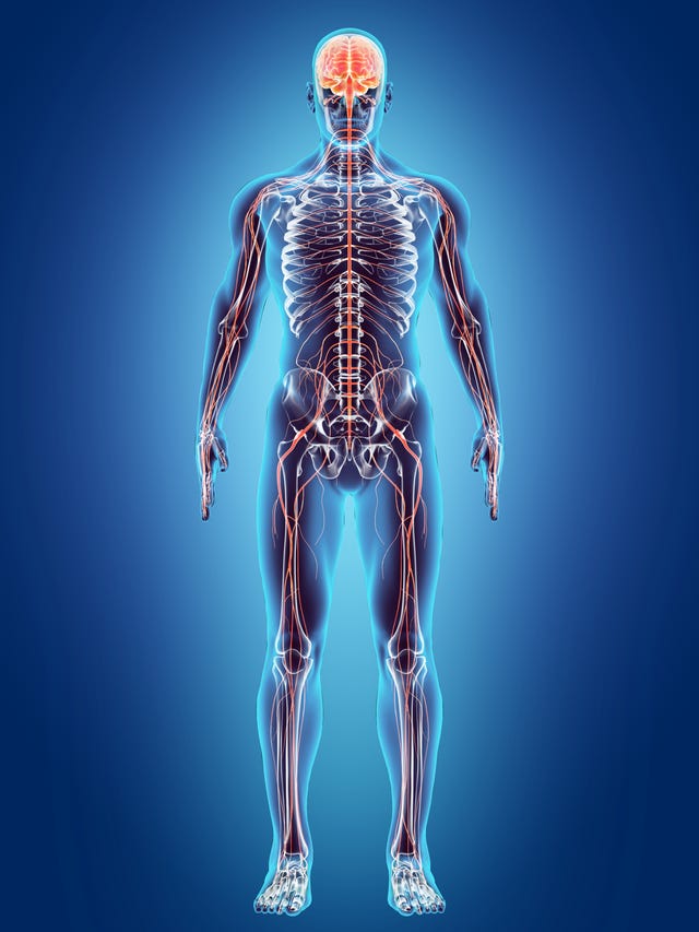 A view inside the human body.