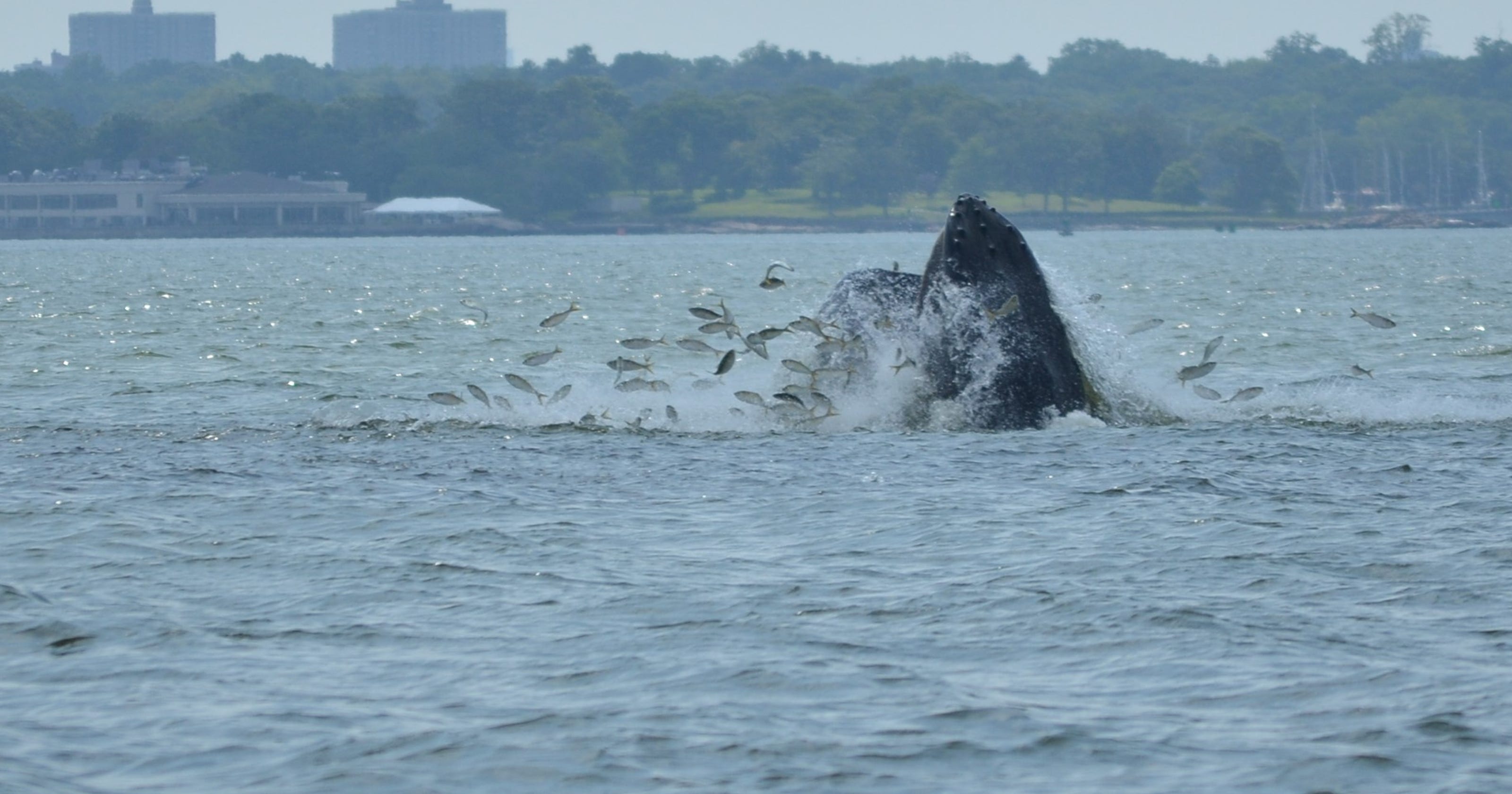 More whale sightings in Long Island Sound
