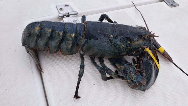 This rare blue lobster may be headed to the New England Aquarium in Boston.