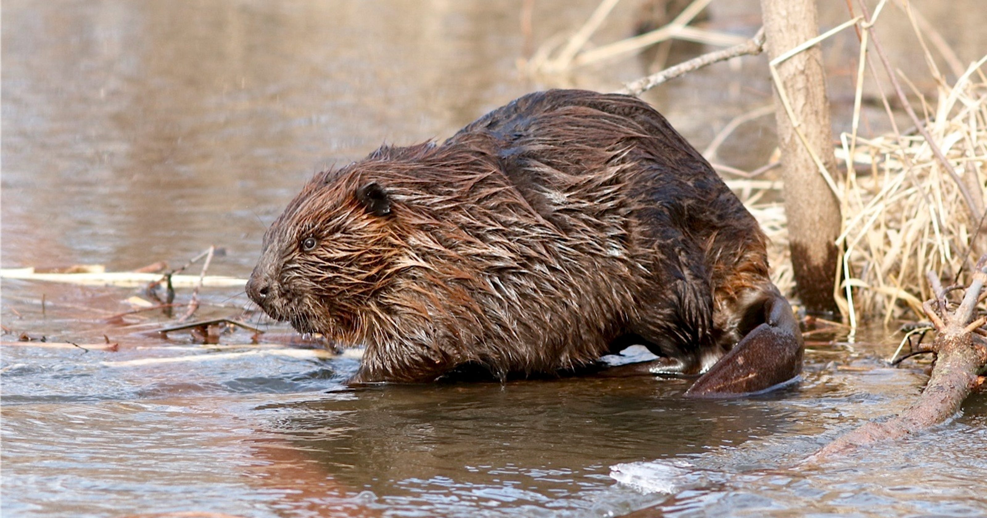 Why The Feds Cut This Beaver Killing Program