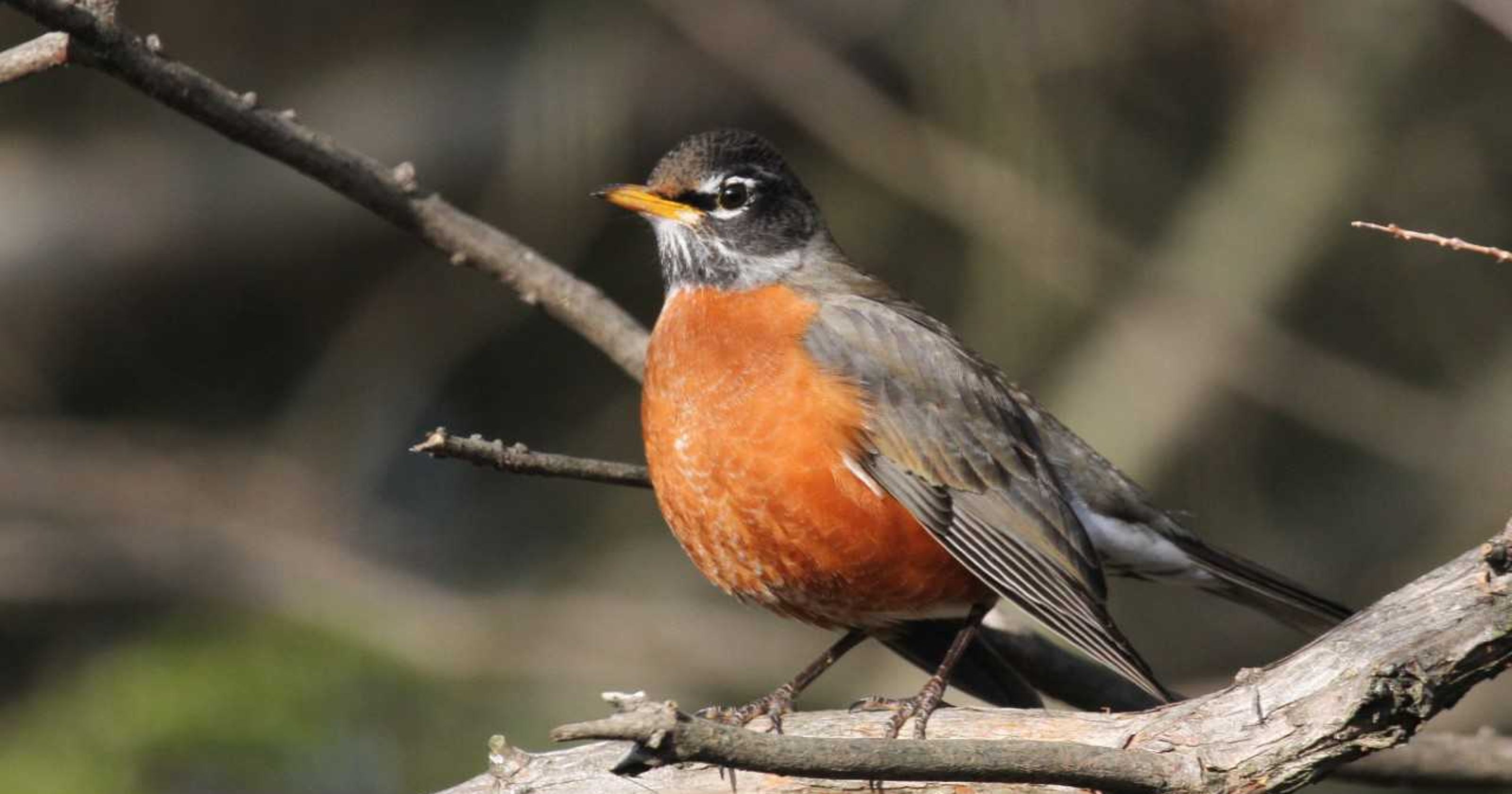 For the Birds: Robin visits aren't exactly an omen