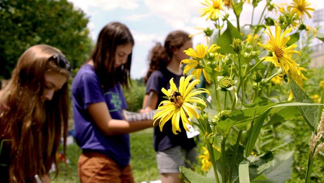 Learn about the birds and bees during third annual Pollinator Count