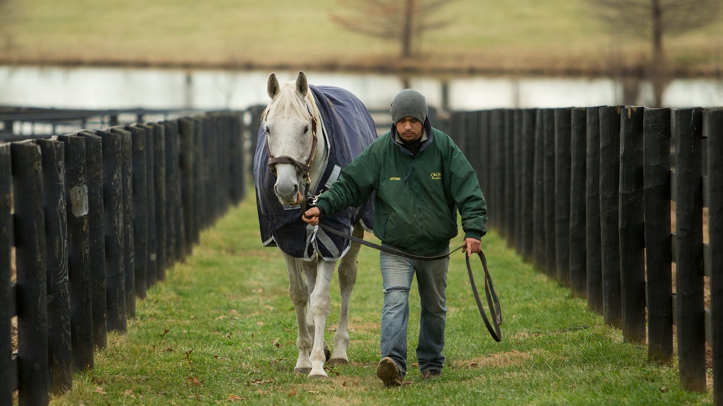 Ky. farm saves retired horses from slaughter