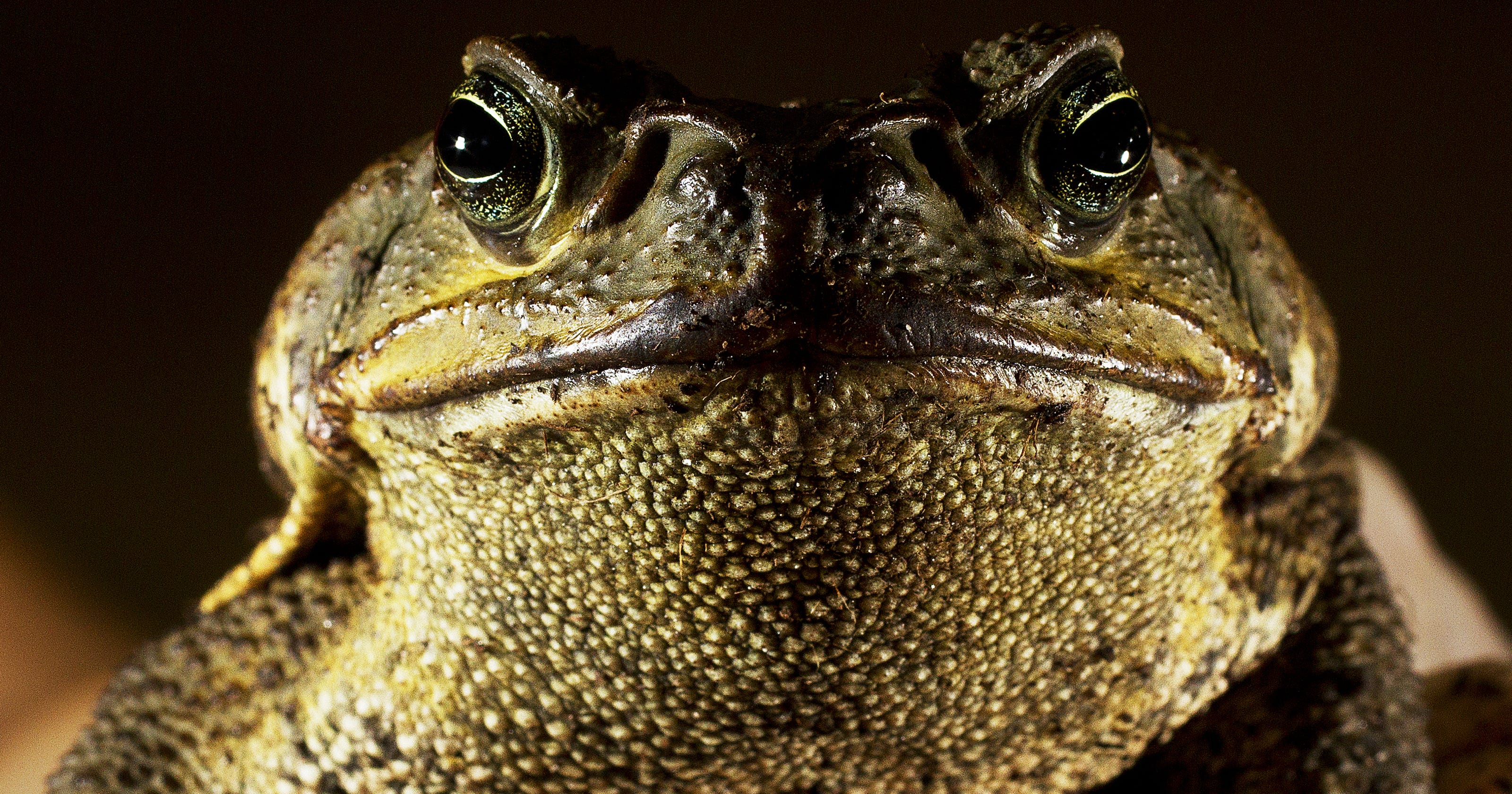 Poisonous Toads Infest Suburban Florida Neighborhood
