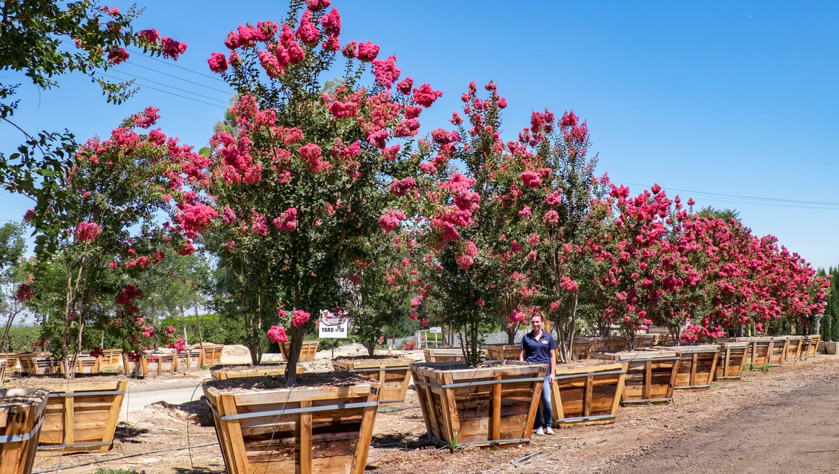 Advertiser Gallery Moon Valley Nurseries Spring Flowering Trees