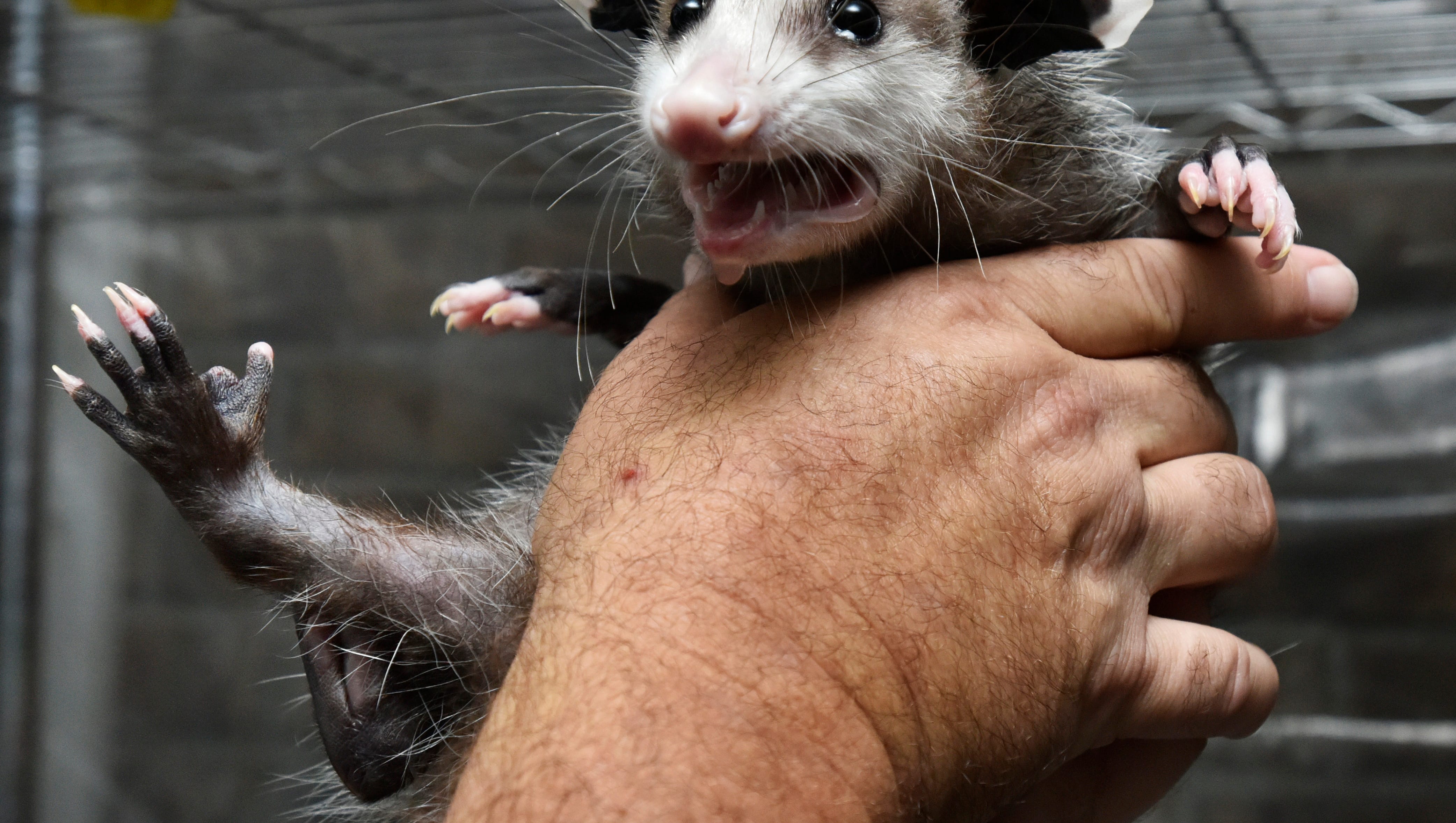 New Zealand Pledges To Eliminate Rats Possums By 2050