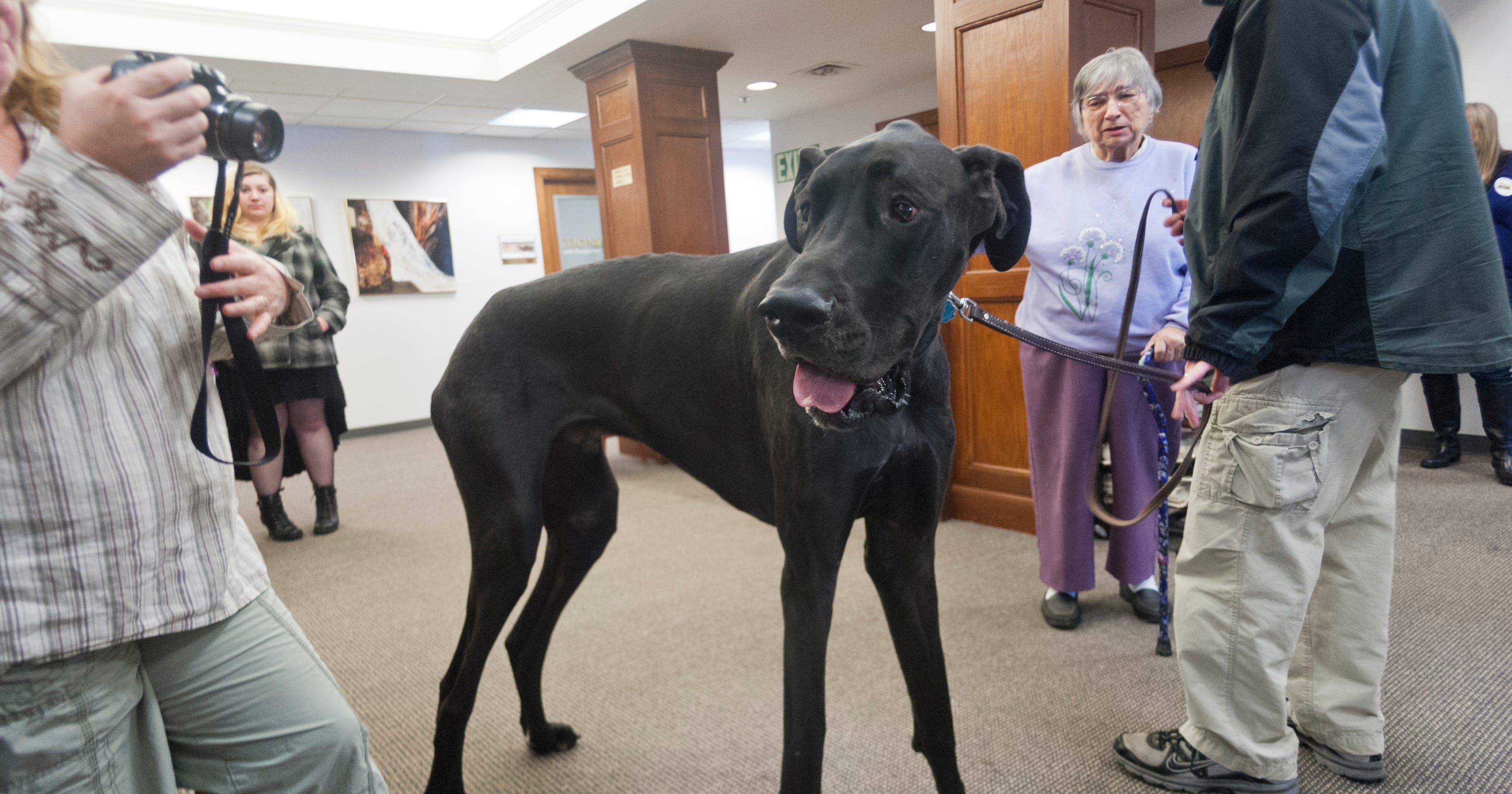 Goodbye to a giant Zeus, world's tallest dog, dies