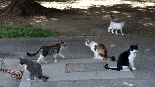 Feral cats gather at Tuolumne River Regional Park in Modesto in August 2015. Modesto has a significant problem with feral cats in many of its neighborhoods.