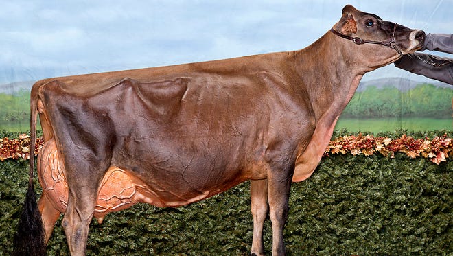 Musquie Iatola Martha is newly classified as EX-96, the first Jersey cow in the MilkSource Genetics herd to achieve such heights.