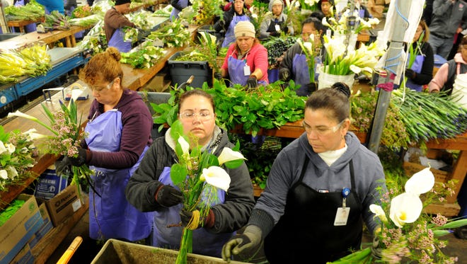 Cut flowers at a Sun Valley Group facility in Oxnard in 2018. For Valentine's Day, green-minded experts suggest buying locally grown blooms rather than imported roses.
