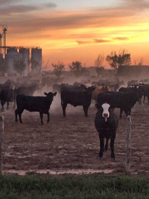 Cattle are pictured in a feed lot next to the JBS beef plant in Cactus. This week, officials hope to test workers at the plant, auguring another wave of positive COVID-19 test results could come.