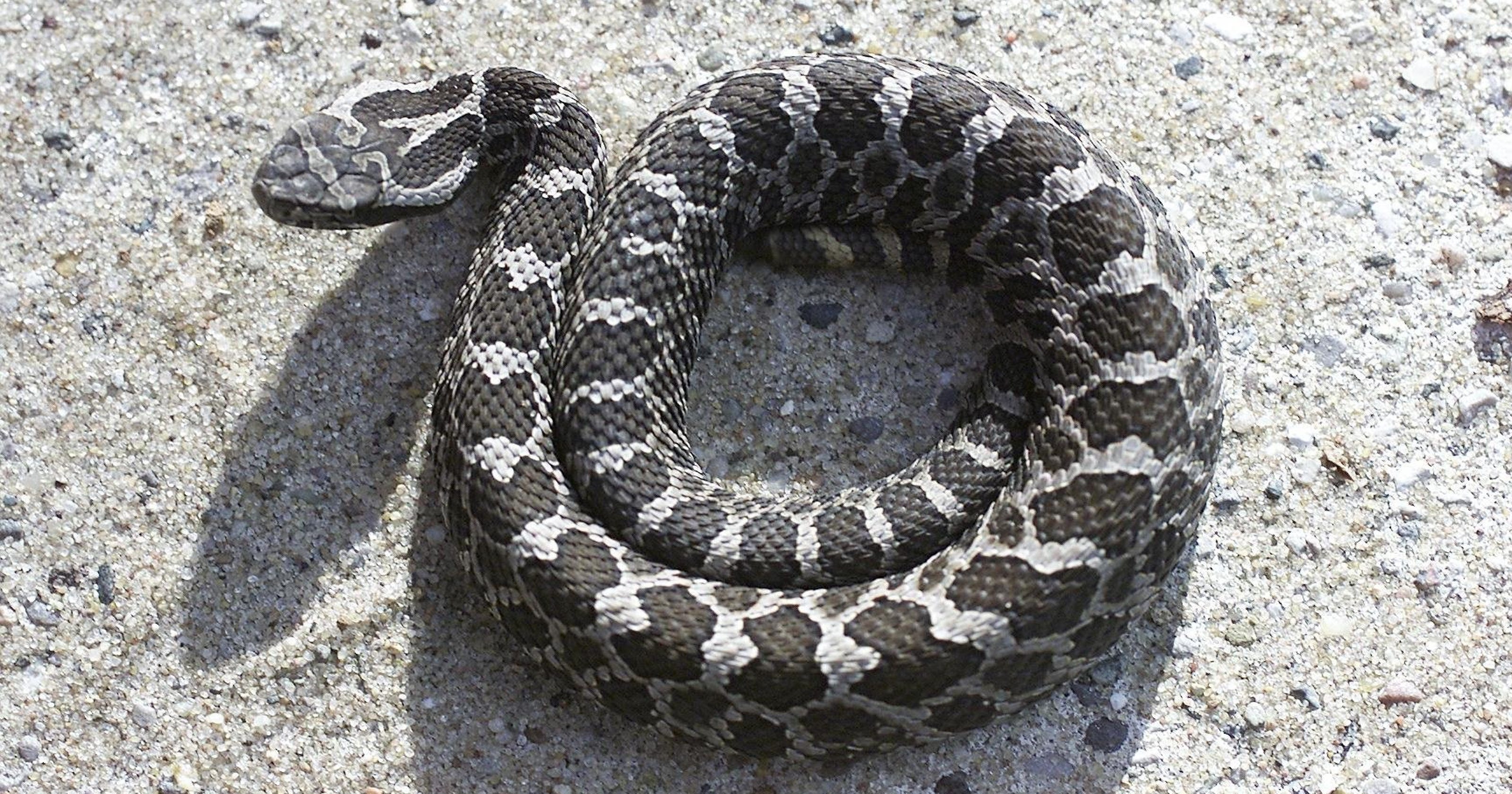 Michigan's lone venomous snake may get federal protection