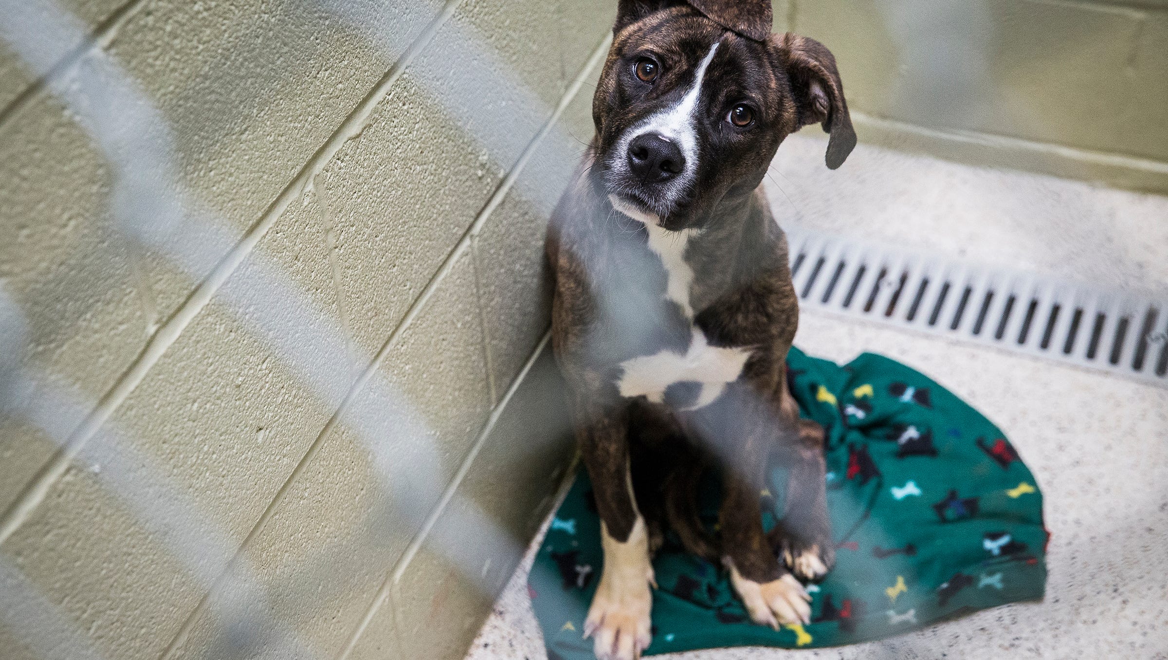 Animal Shelters Muncie Indiana 24