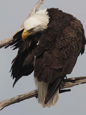 Famous bald eagle Harriet's second eaglet hat