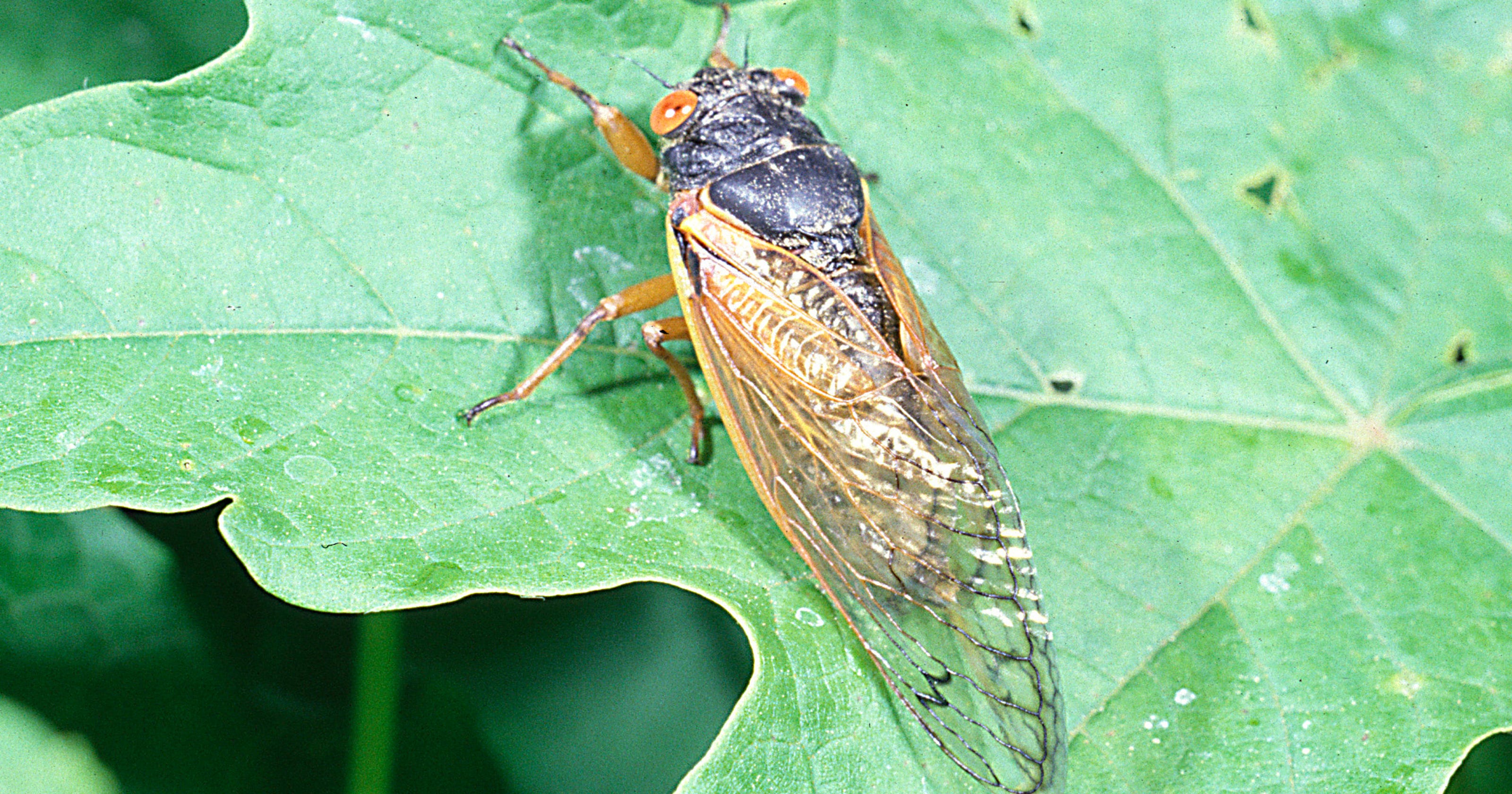 Cicada emergence to split North Central Ohio