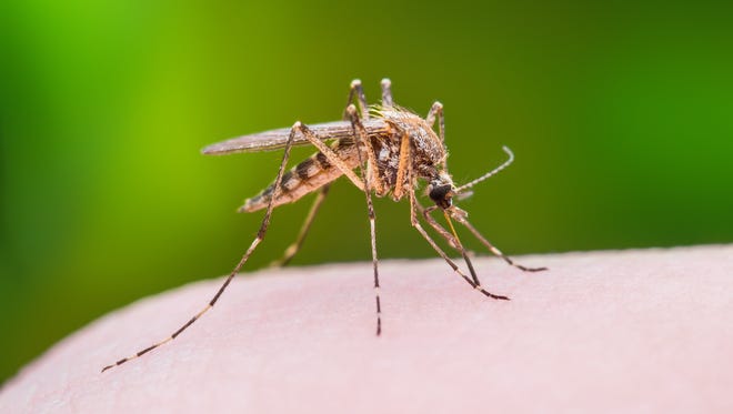 The Keystone virus is spread by a common Florida mosquito that is cousin to the mosquito that spreads Zika.