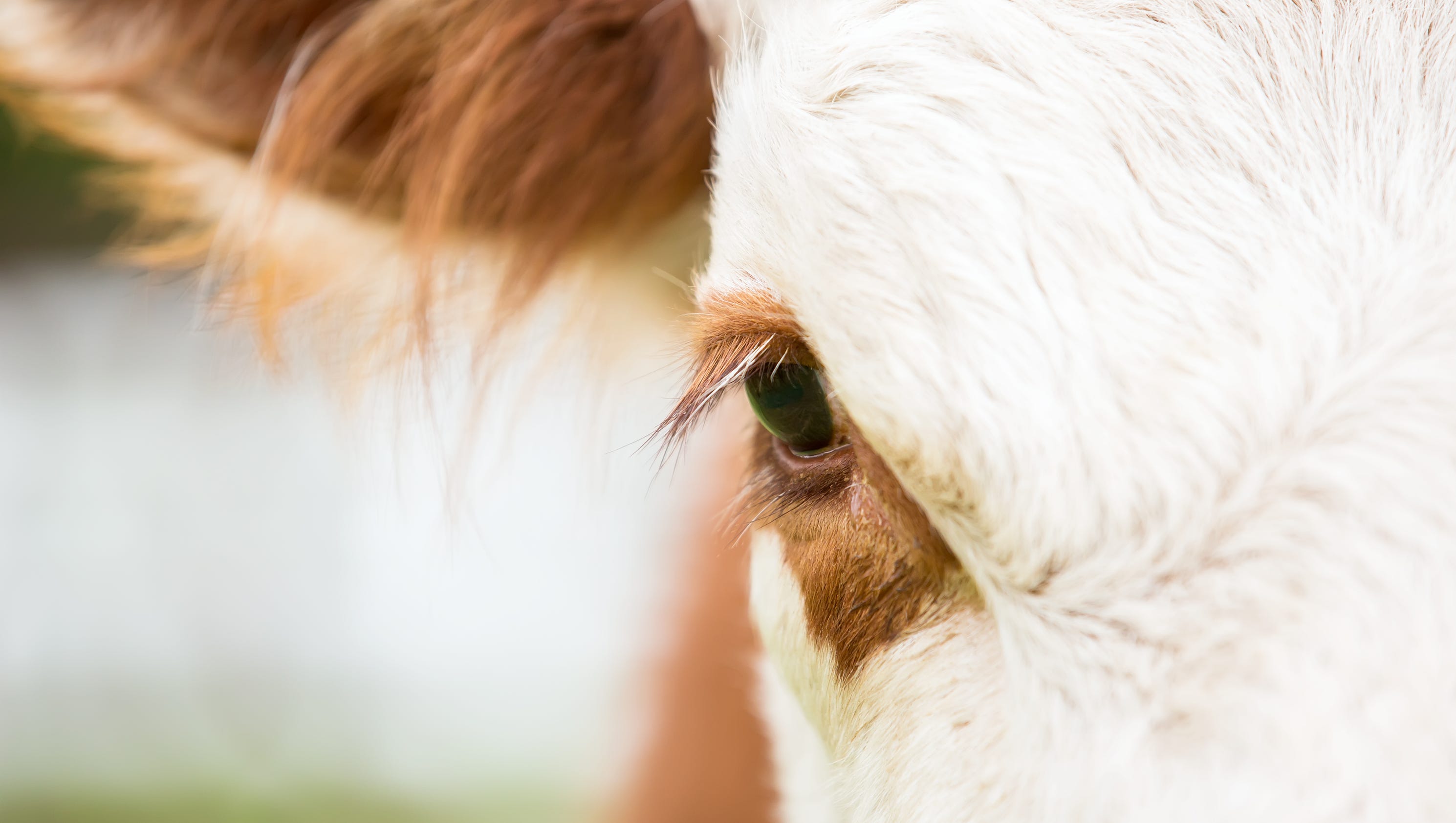 70 dead cows found on Michigan property