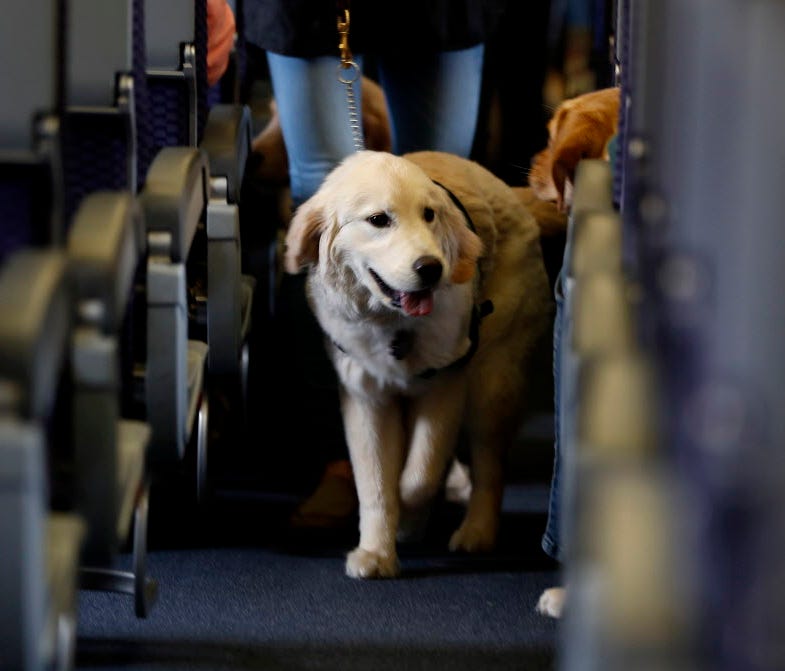 A service dog strolls April 1, 2017, up the isle inside a United Airlines plane at Newark Liberty International Airport while taking part in a training exercise, in Newark, N.J.