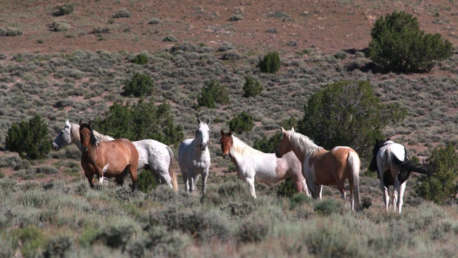 Wild horses roam the Frisco range in Milford on June 9, 2014. In 1971, the U.S. Congress passed legislation to protect, manage, and control wild horses and burros on the public lands.