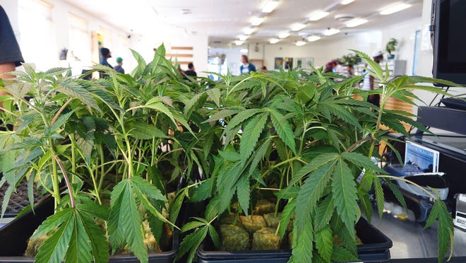 Marijuana clones sit on a counter inside a medical marijuana dispensary in Oakland.