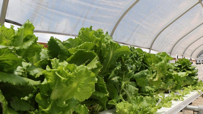 Green leaf and Romaine lettuce is grown via hydroponics at FAMU Research and Extension Center.