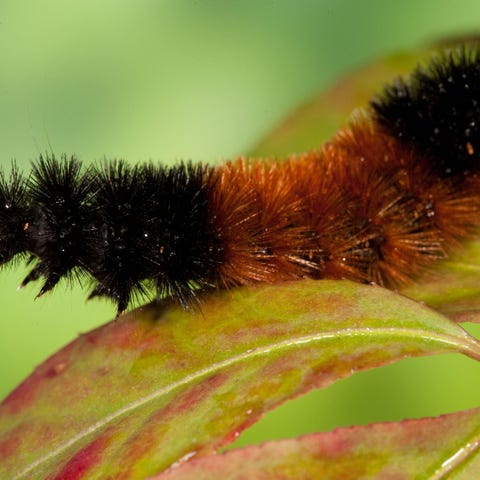 A Wooly Bear Caterpillar walks on branch early in 