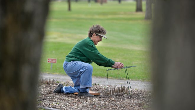 Gardener Laverne "Luz" Jung is still indispensable as the flower lady at Meadowlark Golf Course in Melrose, a volunteer position she's held for 26 years. Here, she sets a hoop to hold growing peonies Friday, April 15, in a garden at the edge of the course. She turns 91 on April 20.