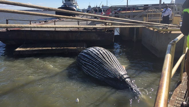 A whale was found on Friday in one of the berths at the Port of Wilmington.