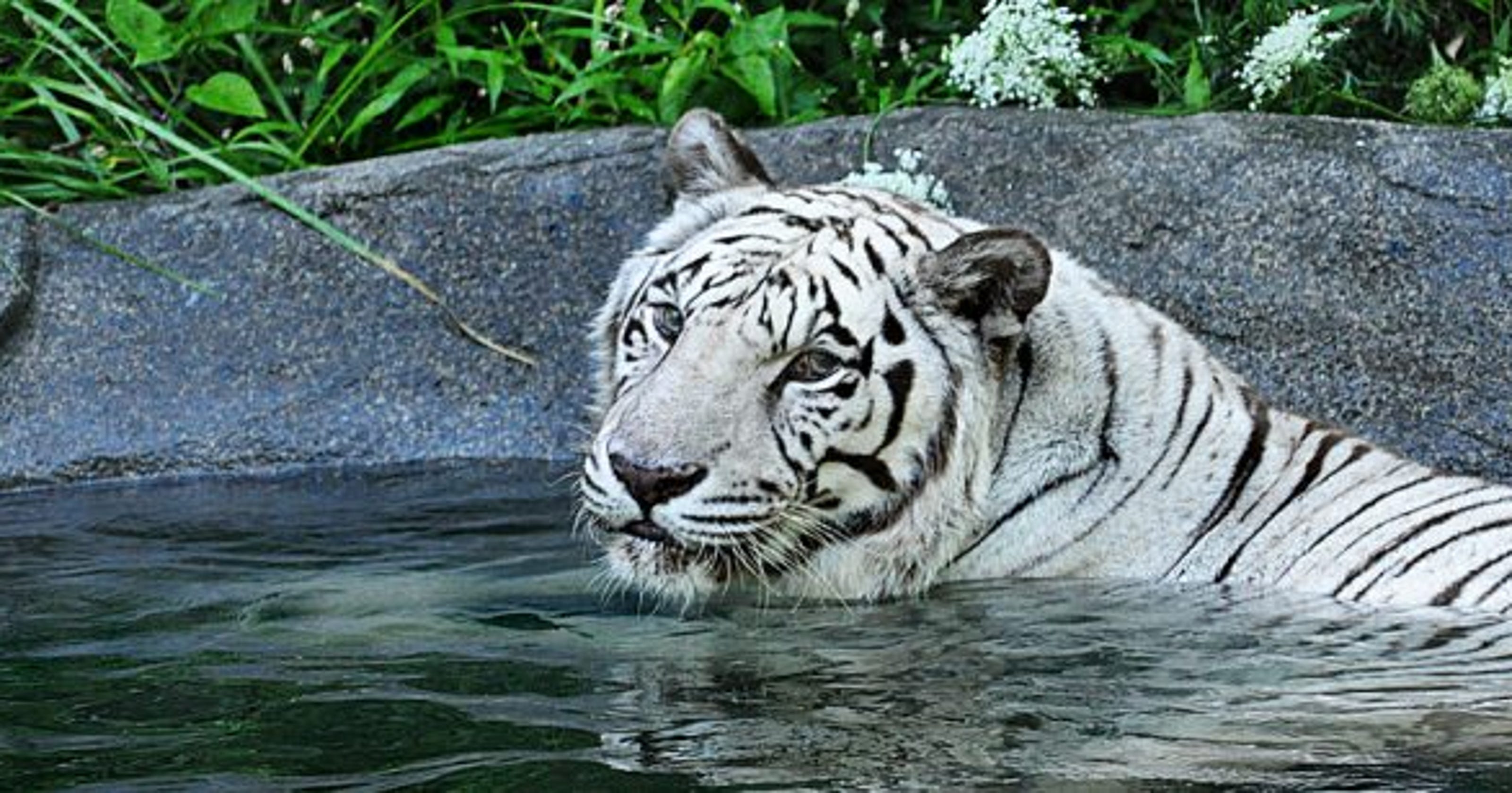 Rare white tiger dies at the Cincinnati Zoo