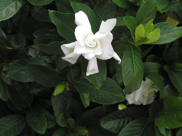 Gardening Gardenias And Florida