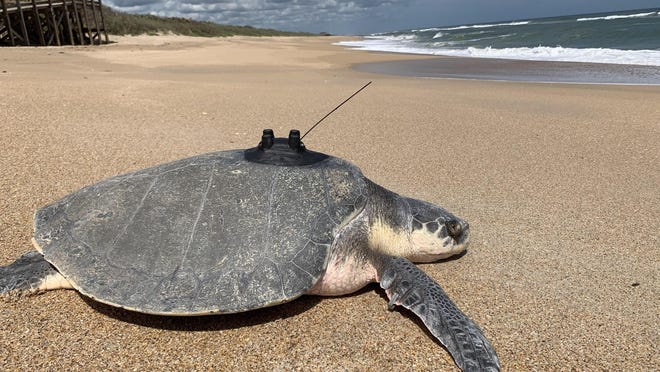 Jane, a Kemp's ridley subadult sea turtle named after the founder of Royal Poinciana Plaza, is released back into the ocean after three months of treatment.